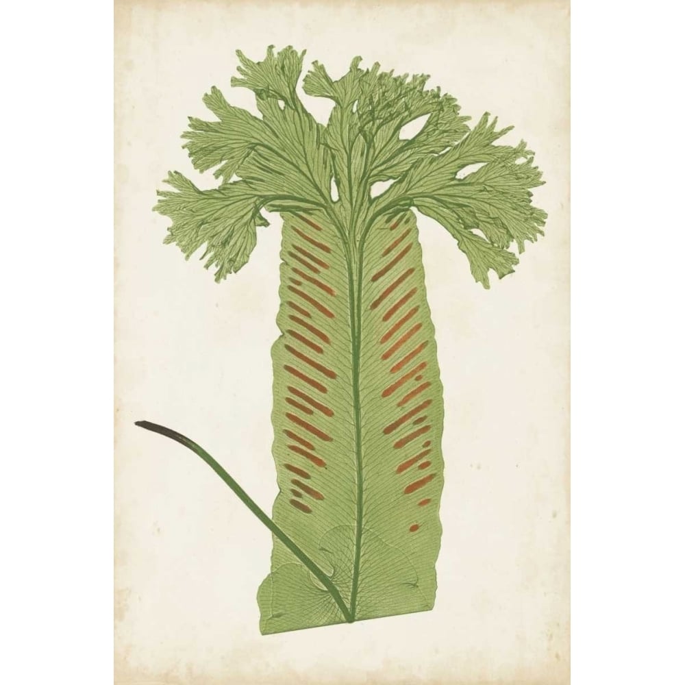 Fern Family V Poster Print - Lowe-VARPDX149769Z Image 1