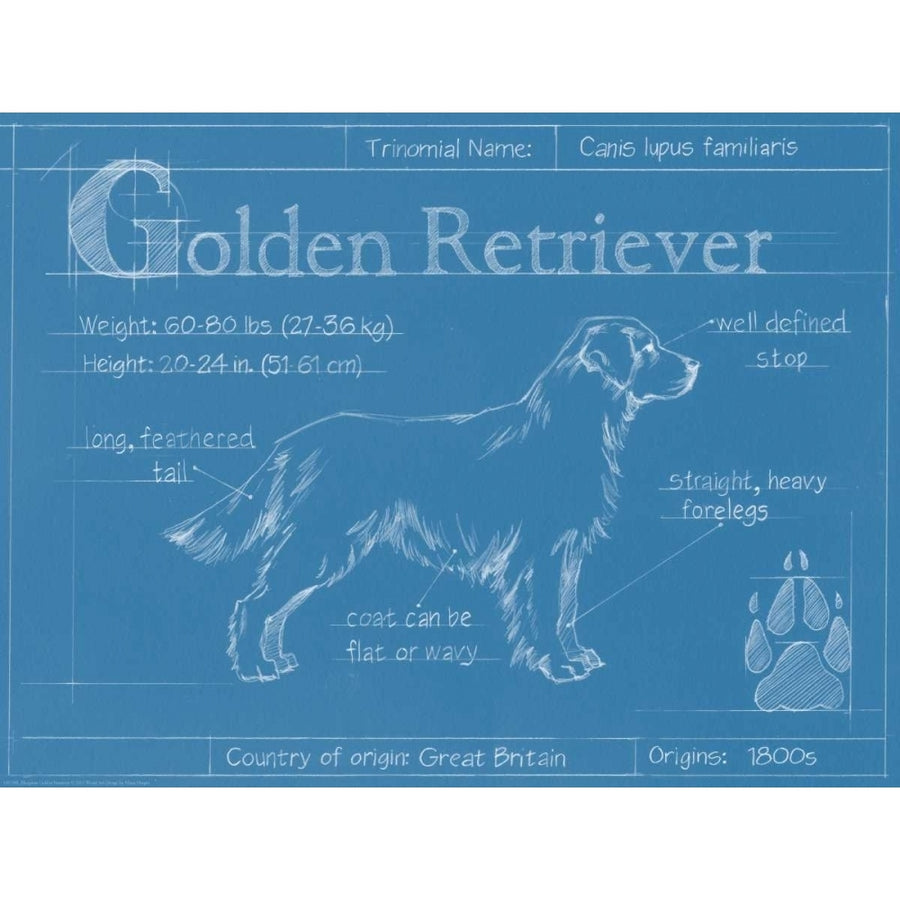 Blueprint Golden Retriever Poster Print - Ethan Harper-VARPDX149788L Image 1