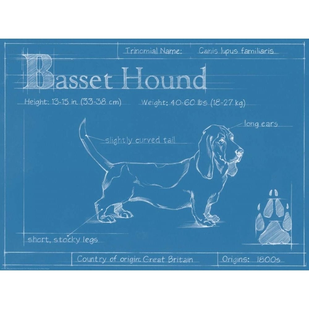 Blueprint Basset Hound Poster Print - Ethan Harper-VARPDX149792L Image 1