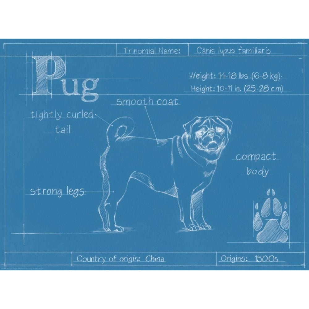 Blueprint Pug Poster Print - Ethan Harper-VARPDX149791L Image 1