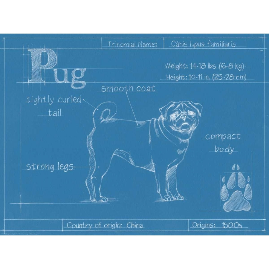 Blueprint Pug Poster Print - Ethan Harper-VARPDX149791L Image 1