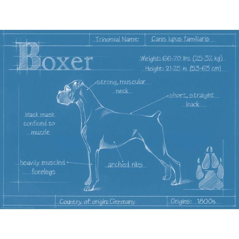 Blueprint Boxer Poster Print - Ethan Harper-VARPDX149790L Image 1