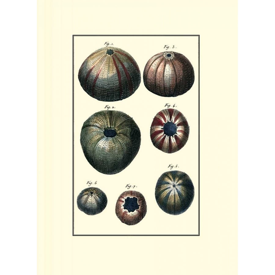 Custom Sea Shell IV Poster Print - Diderot-VARPDX149911Z Image 1