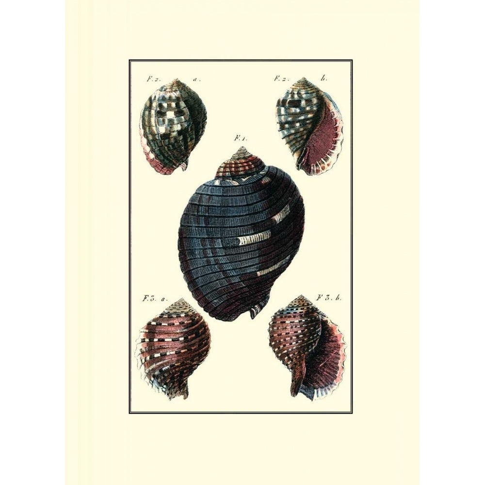 Custom Sea Shell VII Poster Print - Diderot-VARPDX149913Z Image 1