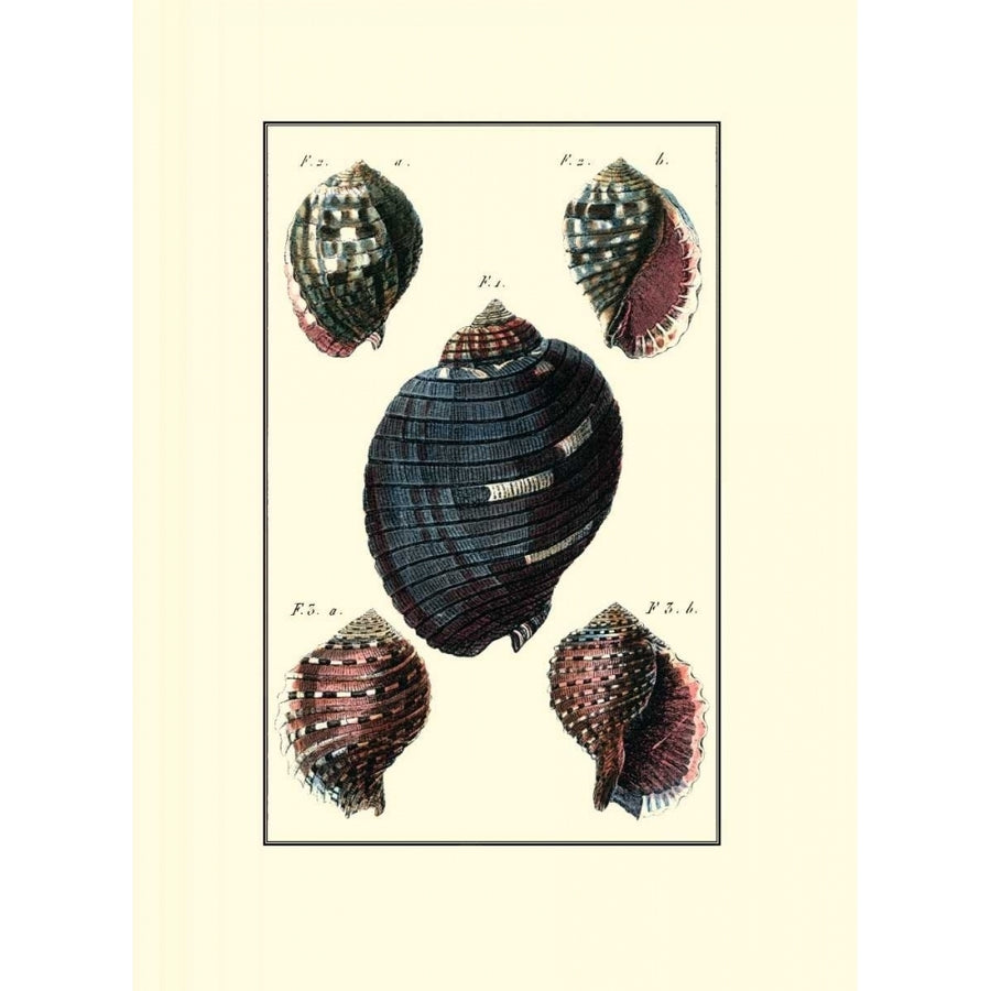 Custom Sea Shell VII Poster Print - Diderot-VARPDX149913Z Image 1