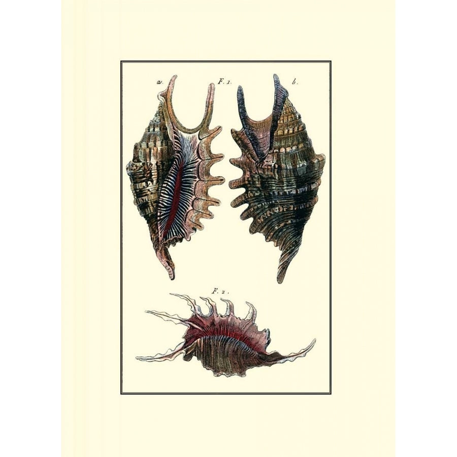 Custom Sea Shell VIII Poster Print - Diderot-VARPDX149914Z Image 1