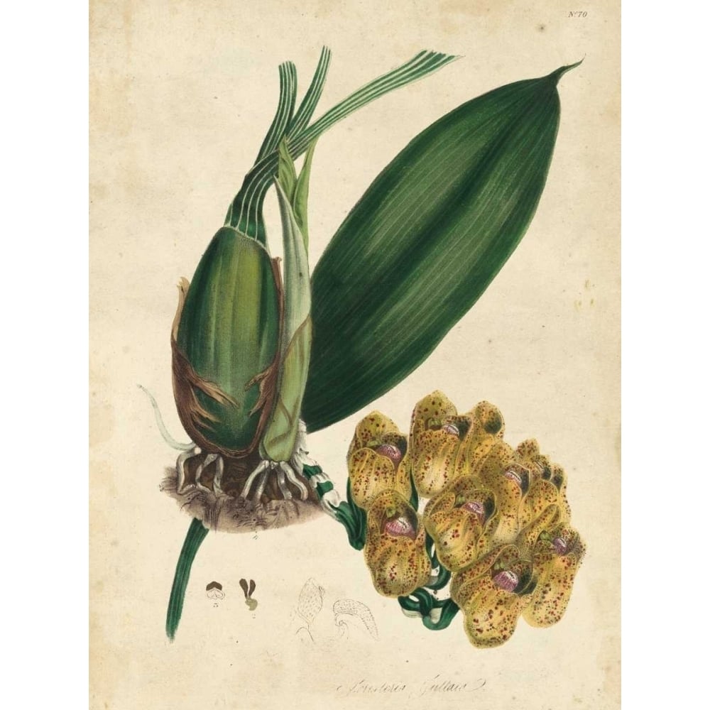 Sophisticated Orchid I Poster Print - Unknown-VARPDX150021Z Image 1