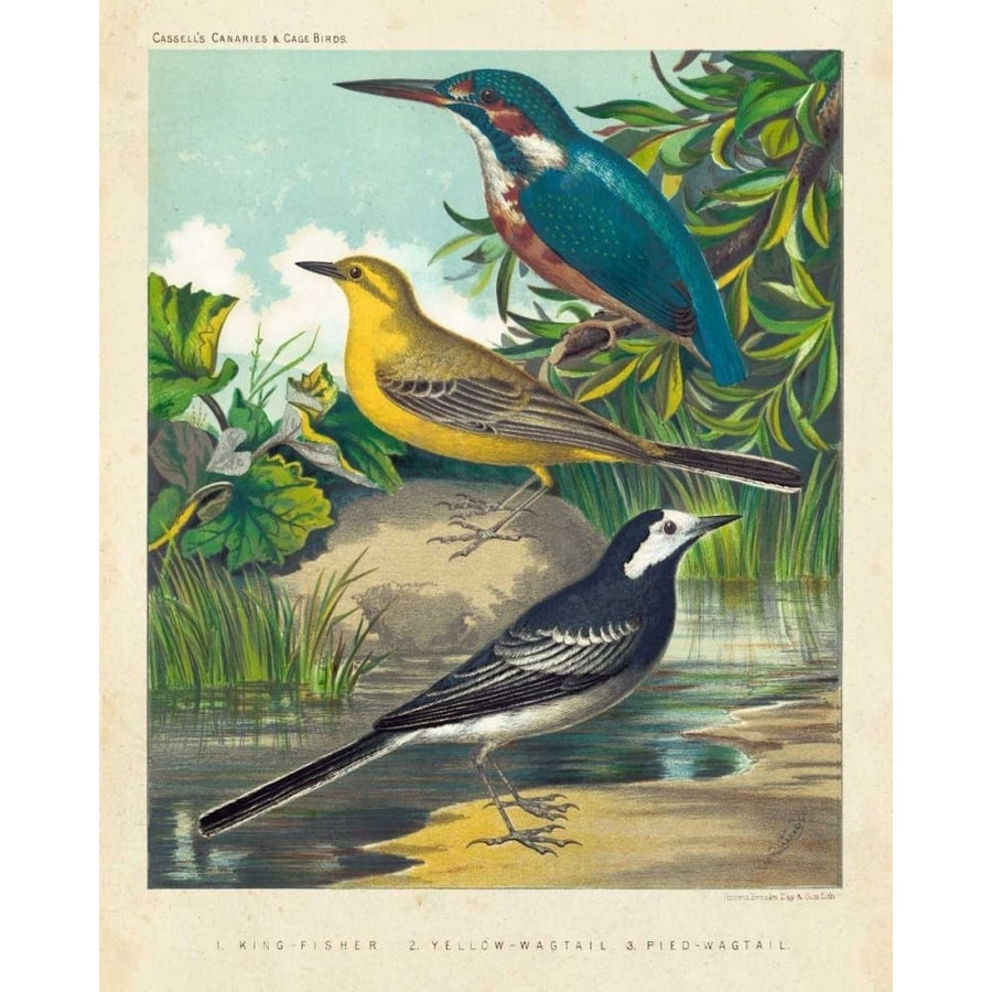 King-fisher and Wagtails Poster Print - Cassell-VARPDX150029Z Image 1