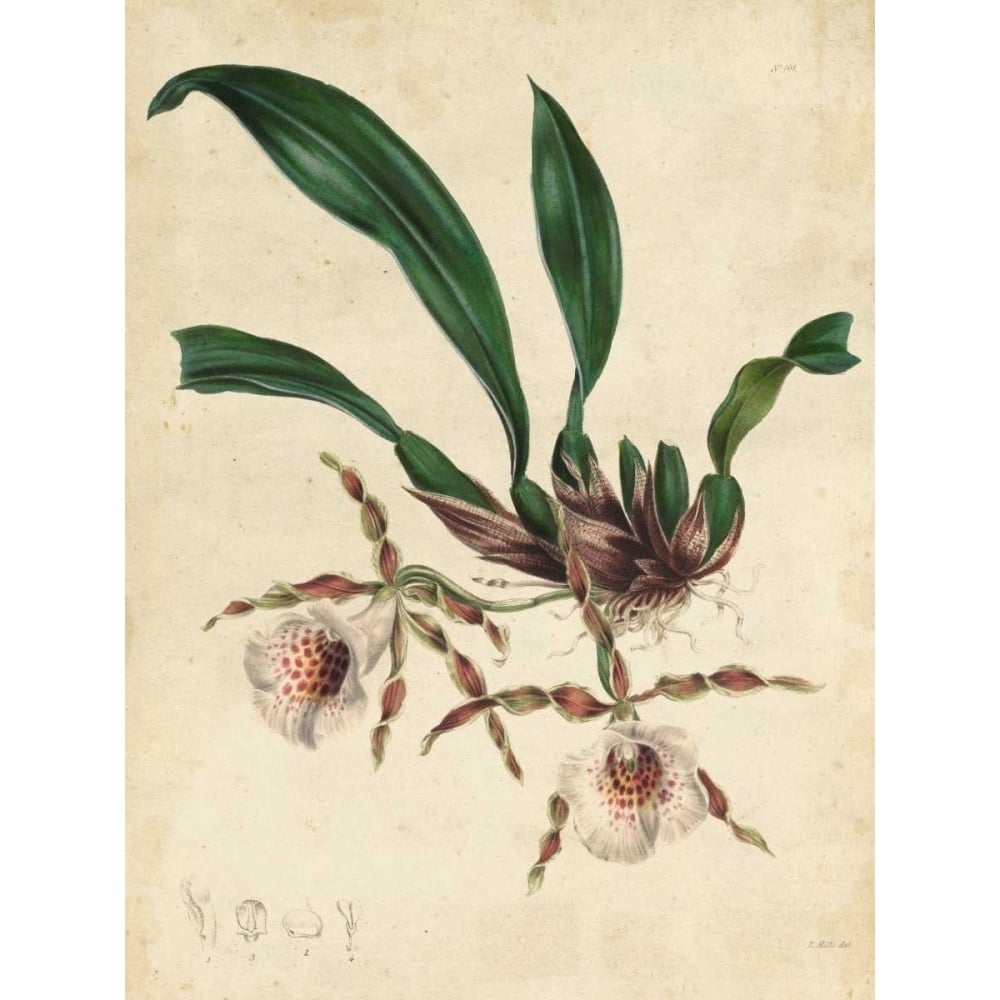 Sophisticated Orchid II Poster Print - Unknown-VARPDX150022Z Image 1