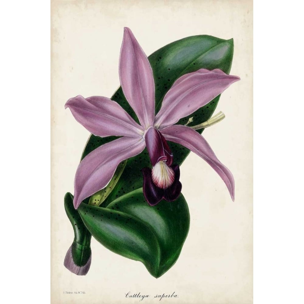 Plum Orchid Poster Print - Paxton-VARPDX150035Z Image 1