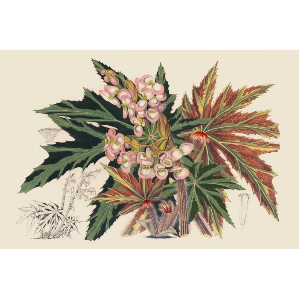 Begonia Varieties I Poster Print - Stroobant-VARPDX150025Z Image 1