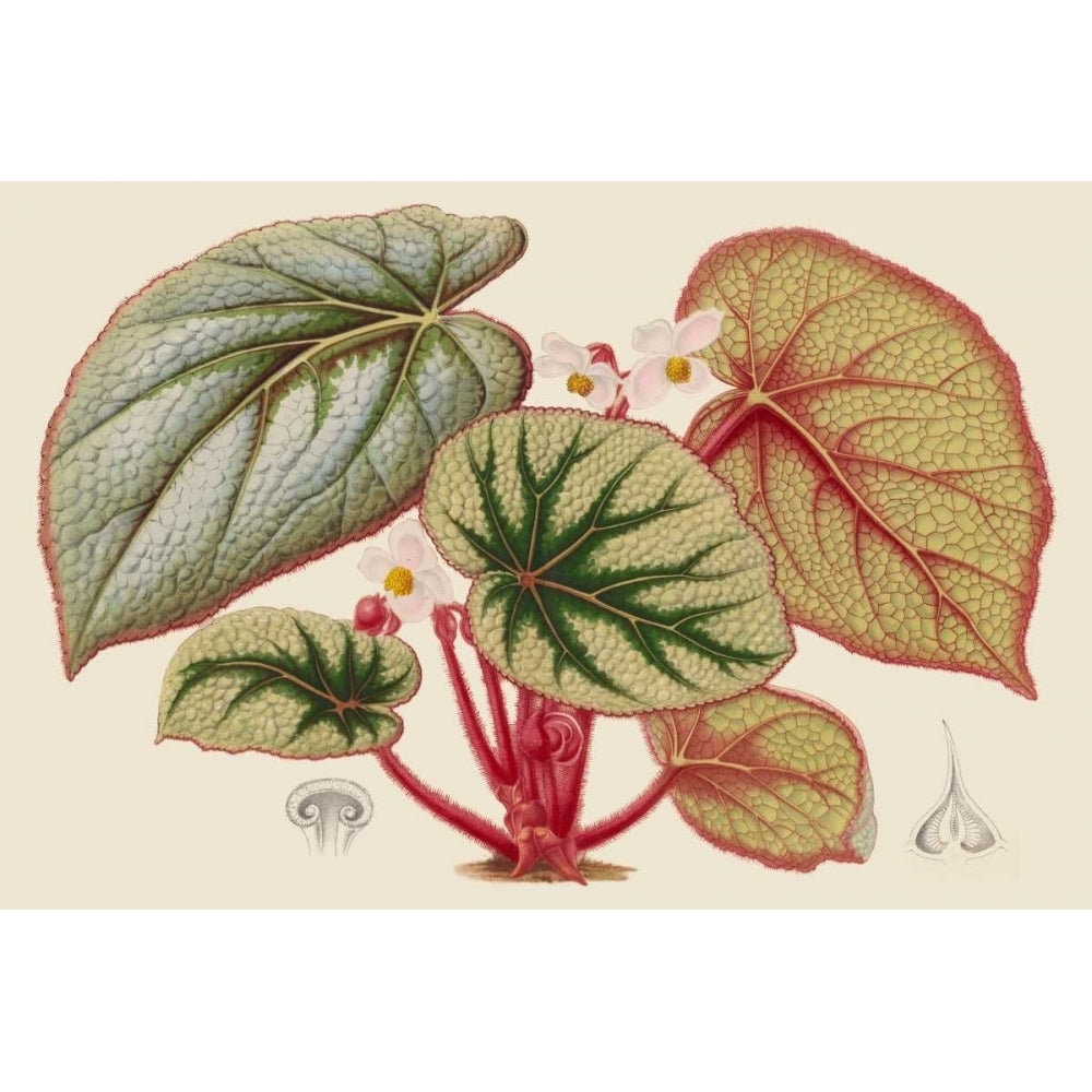 Begonia Varieties IV Poster Print - Stroobant-VARPDX150028Z Image 1