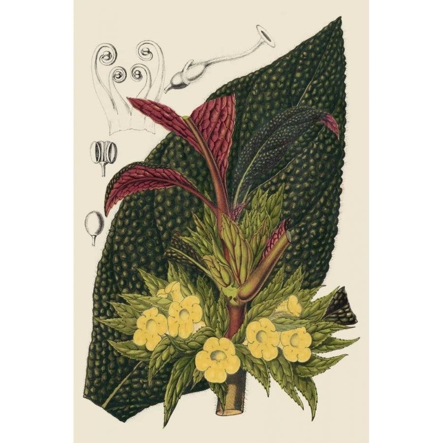 Begonia Varieties II Poster Print - Stroobant-VARPDX150026Z Image 1