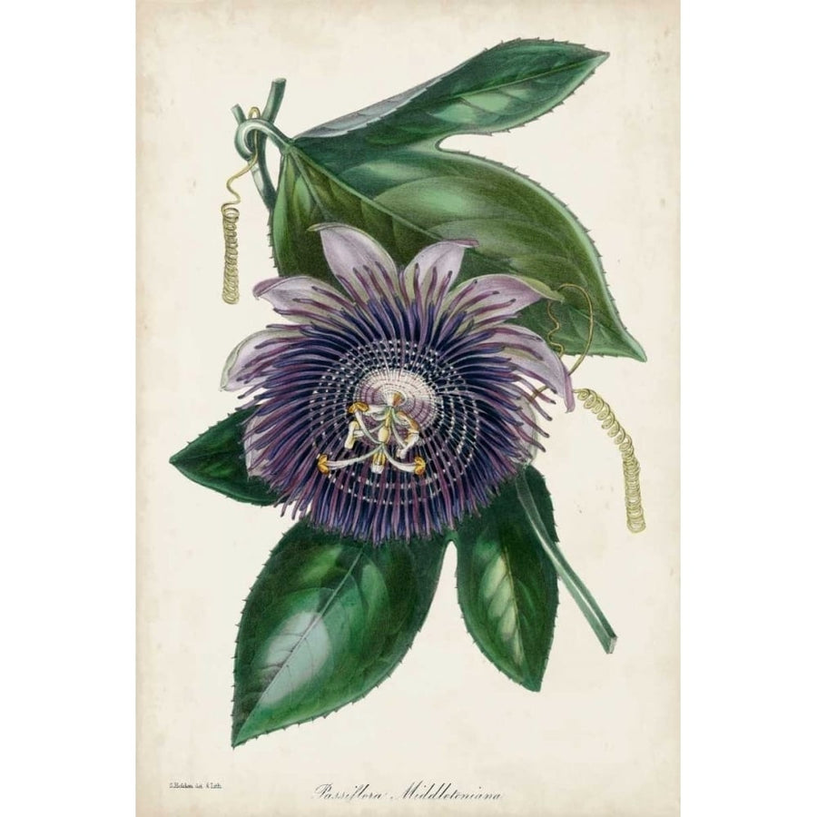 Plum Passion Flower Poster Print - Paxton-VARPDX150037Z Image 1