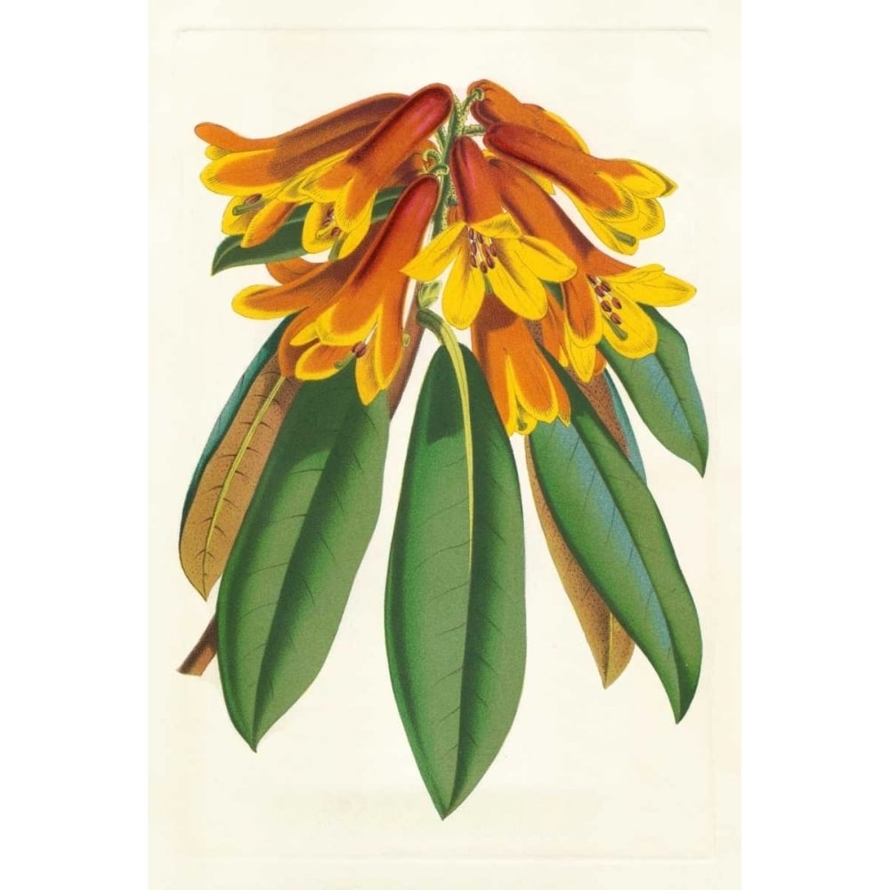 Tropical Rhododendron II Poster Print - Houtteano Horto Van-VARPDX150050Z Image 1