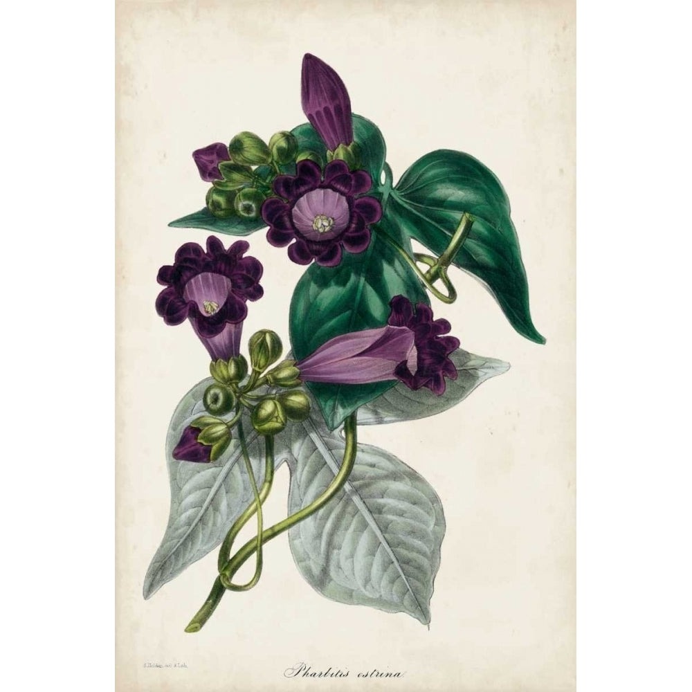 Plum Foxgloves Poster Print - Paxton-VARPDX150038Z Image 1