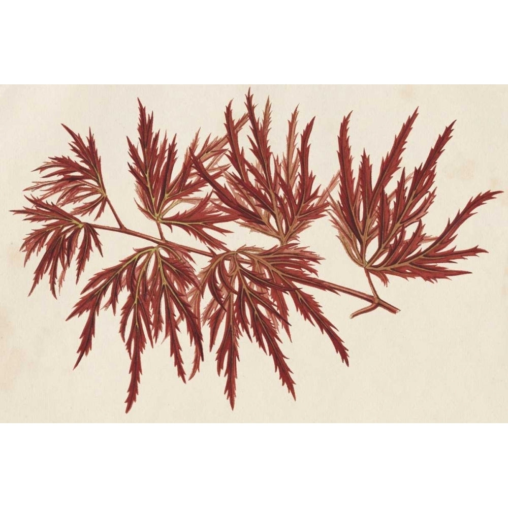 Japanese Maple Leaves IV Poster Print - Stroobant-VARPDX150044Z Image 1