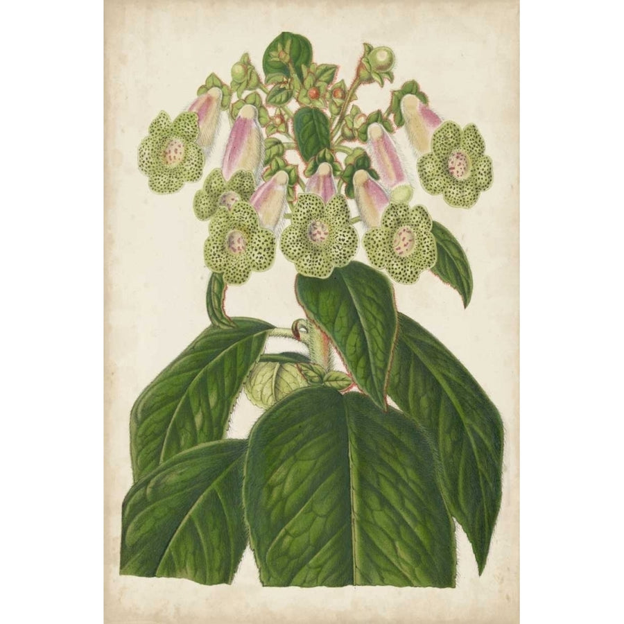 Foxglove Botanical Poster Print - Stroobant-VARPDX150051Z Image 1