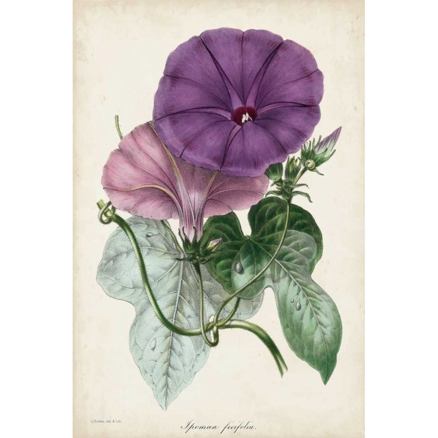 Plum Morning Glory Poster Print - Paxton-VARPDX150036Z Image 1