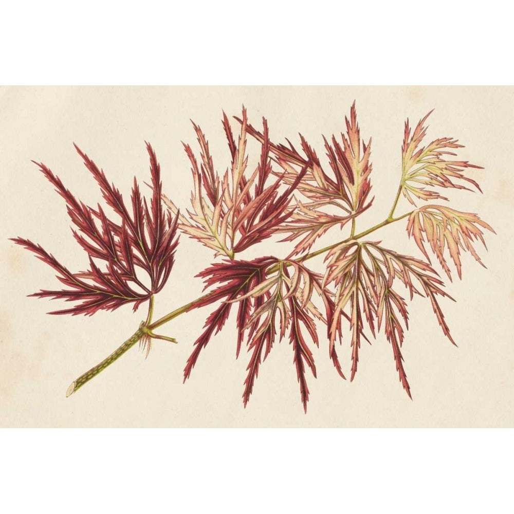 Japanese Maple Leaves V Poster Print - Stroobant-VARPDX150045Z Image 1