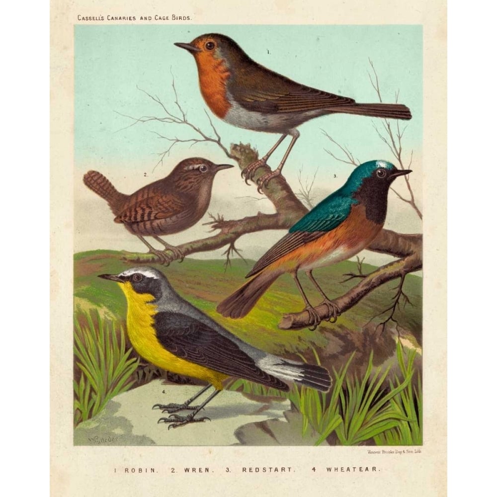 Robin Wren and Redstart Poster Print - Cassell-VARPDX150030Z Image 1