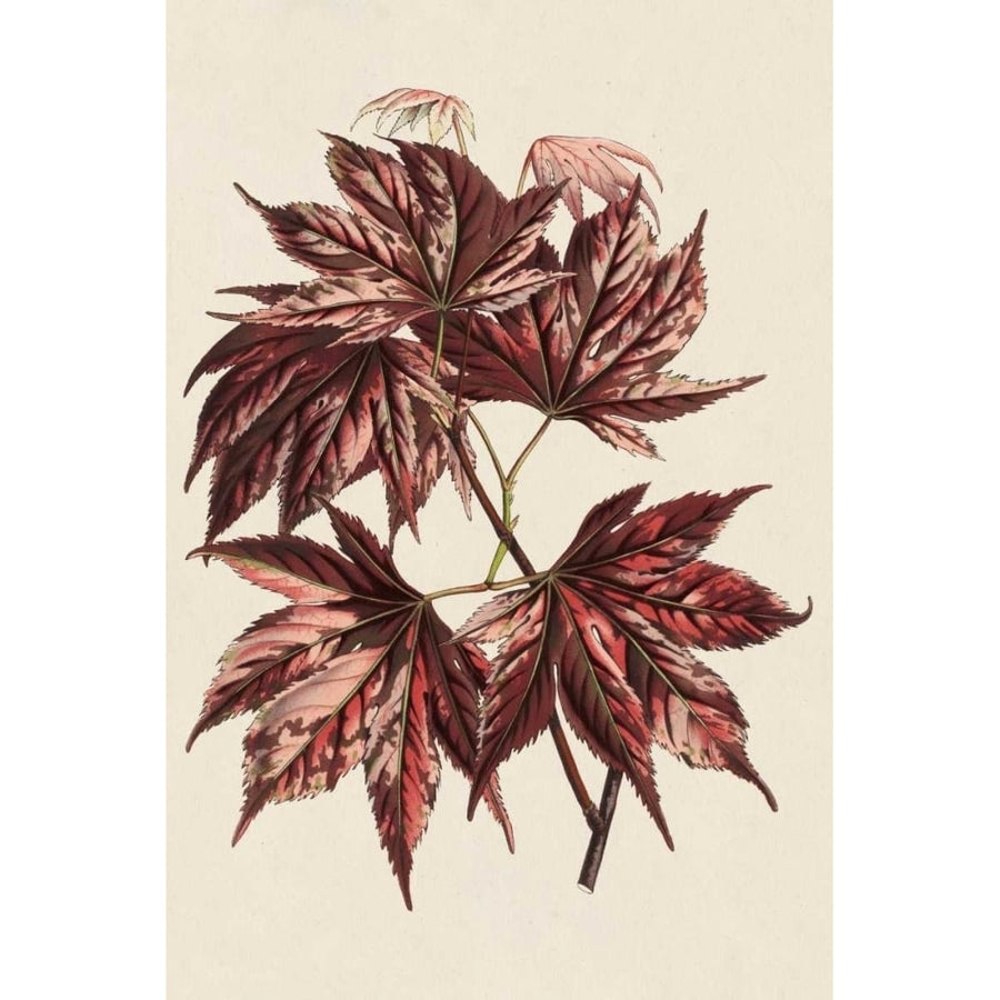 Japanese Maple Leaves II Poster Print - Stroobant-VARPDX150042Z Image 1