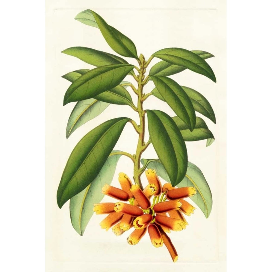 Tropical Rhododendron I Poster Print - Houtteano Horto Van-VARPDX150049Z Image 1