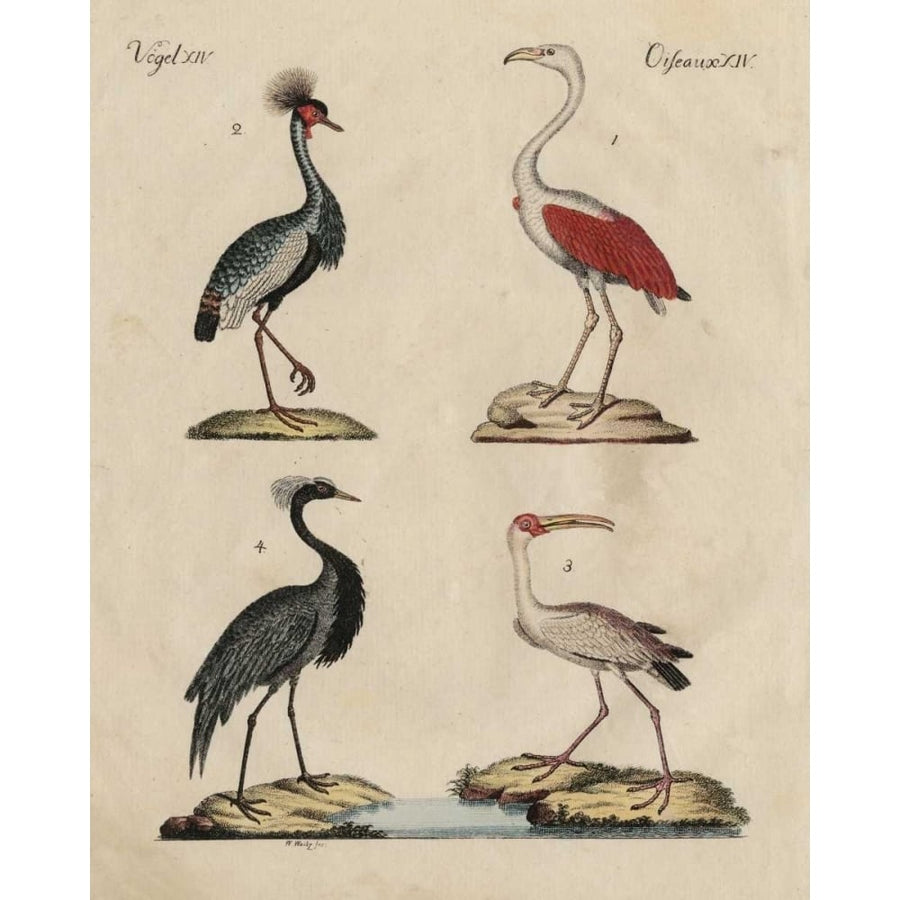 Heron Classification II Poster Print - Friedrich Strack-VARPDX150060Z Image 1