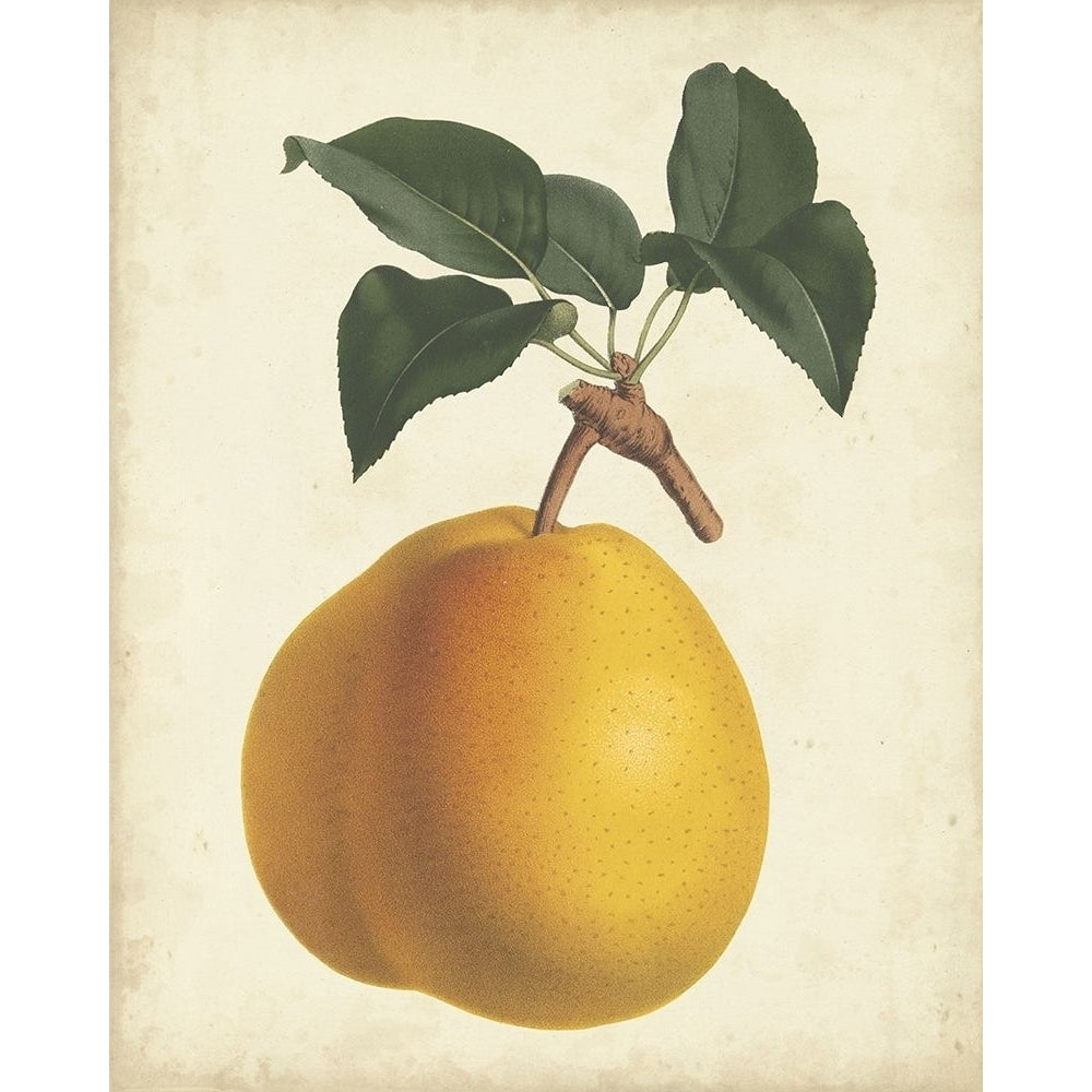 Antique Pear Botanical II Poster Print - Houtteano Horto Van-VARPDX150071Z Image 1