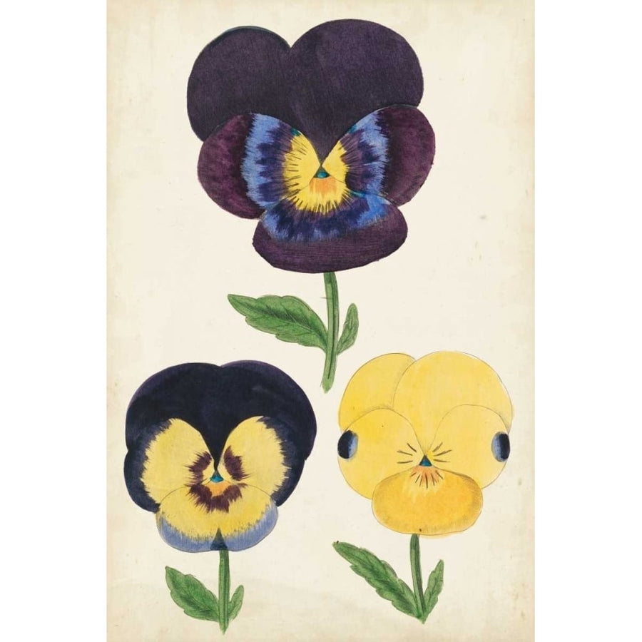 Antique Pansies I Poster Print - Unknown-VARPDX150087Z Image 1