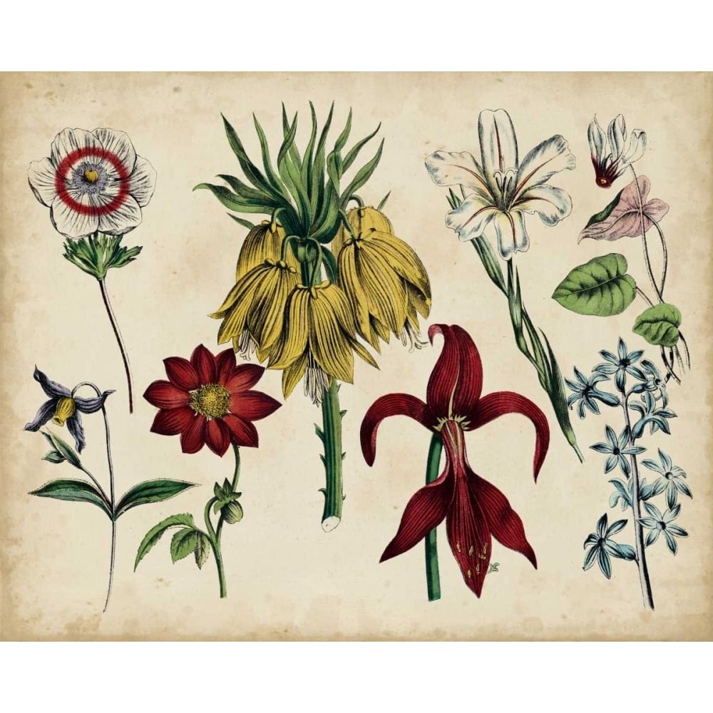 Antique Botanical Chart III Poster Print - Unknown-VARPDX150080Z Image 1