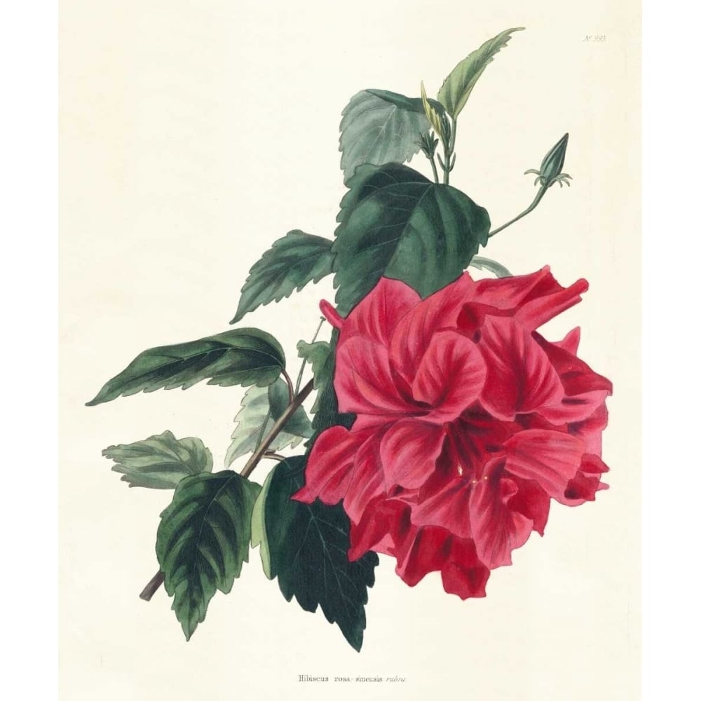 Rose Hibiscus I Poster Print - Unknown-VARPDX150089Z Image 1