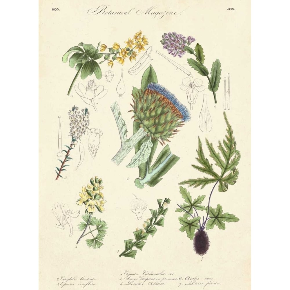 Botanical Register I Poster Print - Unknown-VARPDX150082Z Image 1