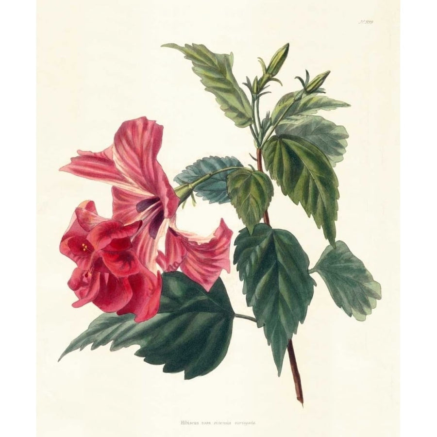 Rose Hibiscus II Poster Print - Unknown-VARPDX150090Z Image 1