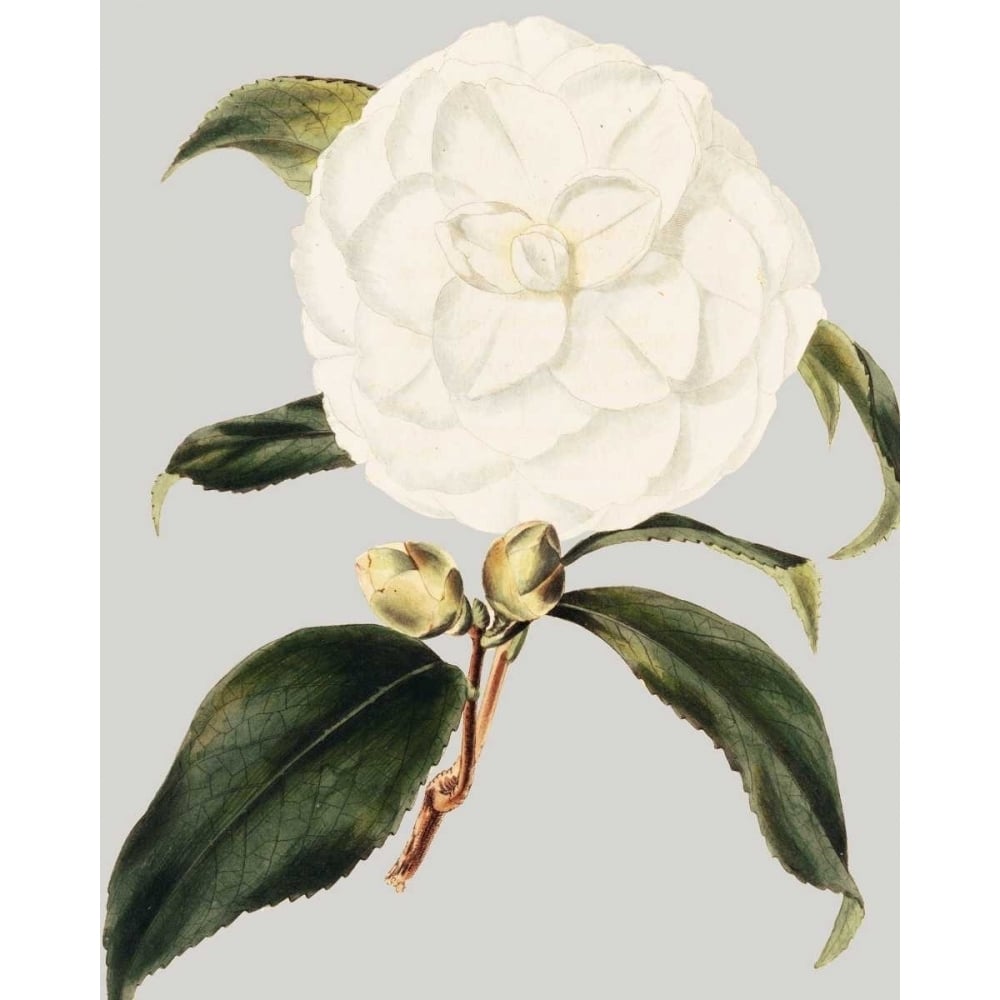 Camellia Japonica I Poster Print - Studio Vision-VARPDX150104Z Image 1