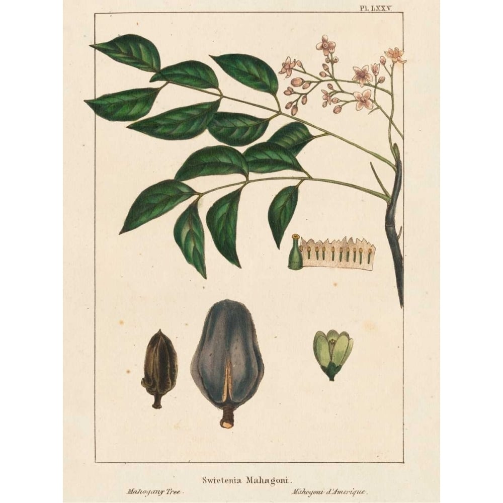 Mahogany Tree Poster Print - John Silva-VARPDX150107Z Image 1