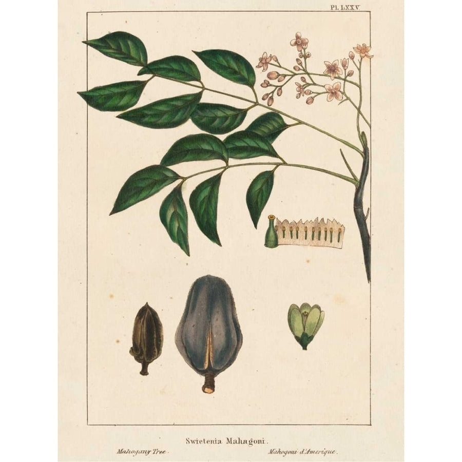 Mahogany Tree Poster Print - John Silva-VARPDX150107Z Image 1