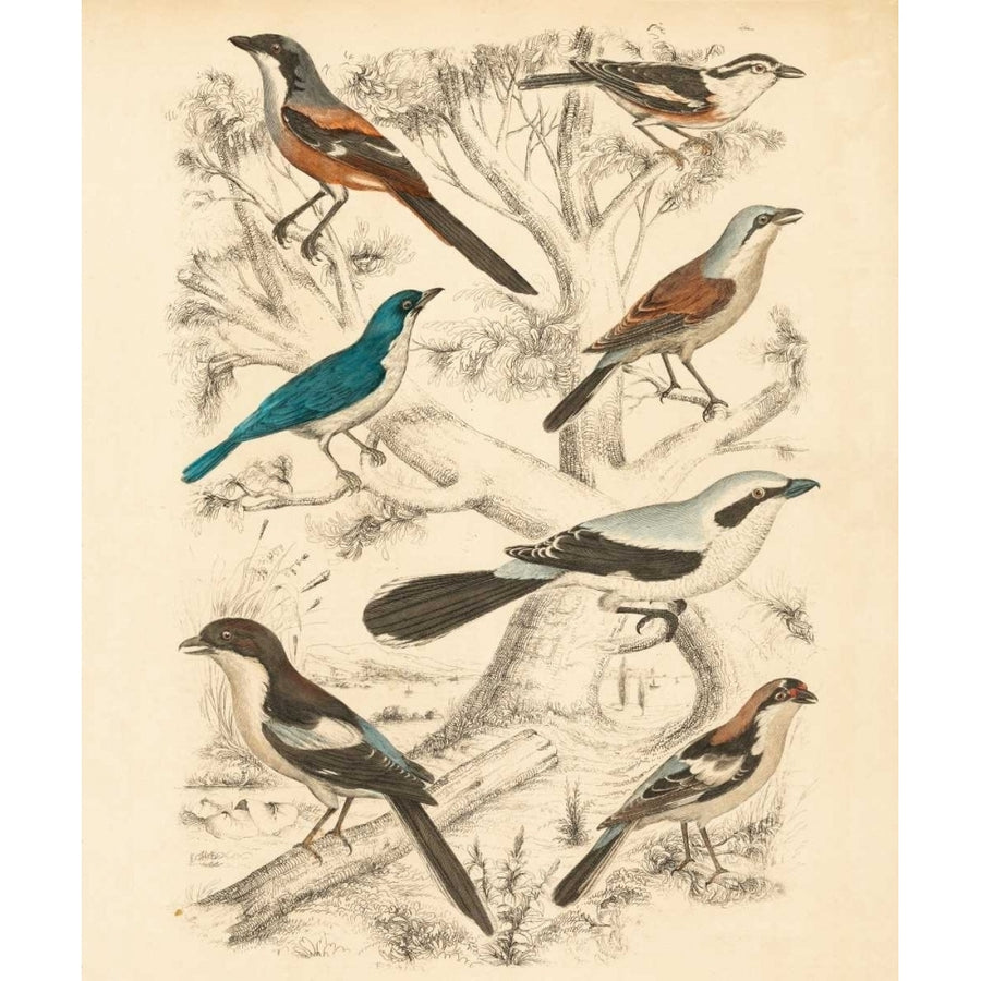 Avian Habitat V Poster Print - Milne-VARPDX150110Z Image 1