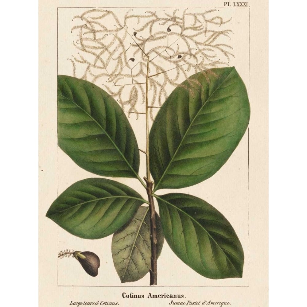 Large Leaved Cotinus Poster Print - John Silva-VARPDX150109Z Image 1