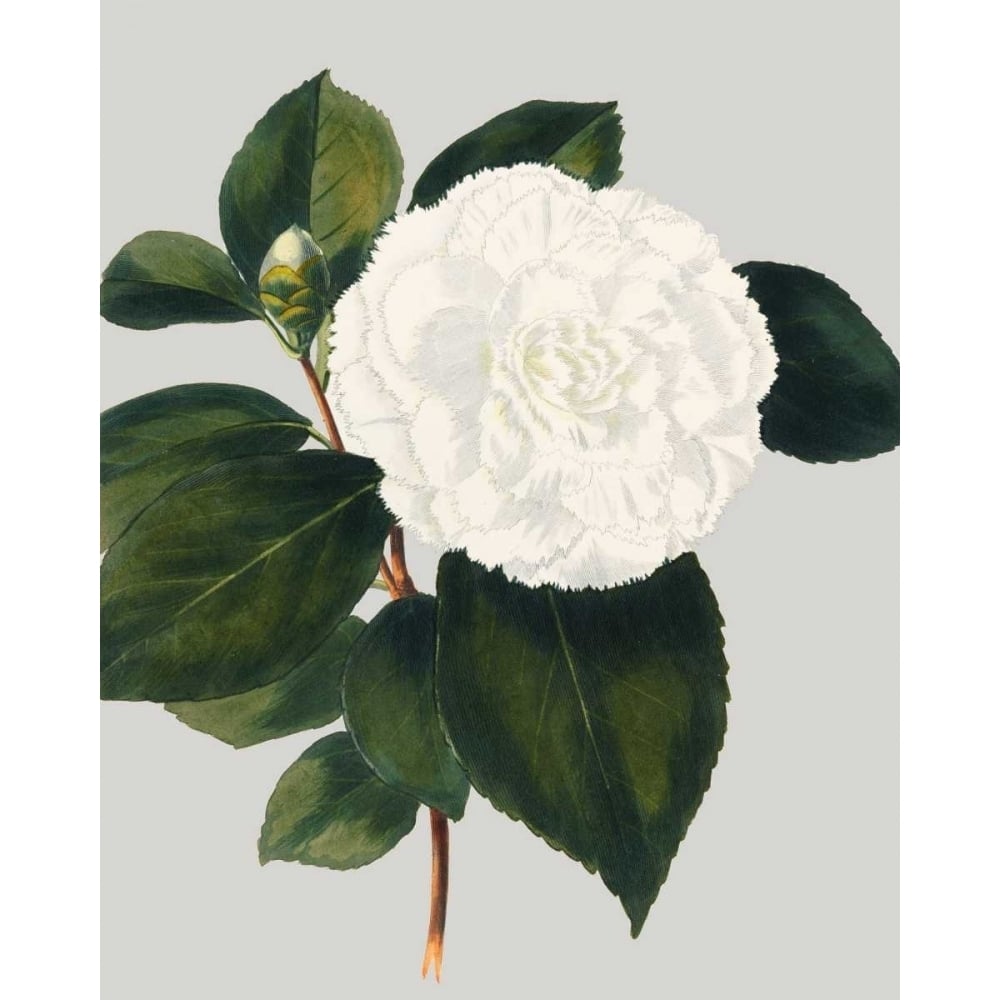 Camellia Japonica II Poster Print - Studio Vision-VARPDX150105Z Image 1