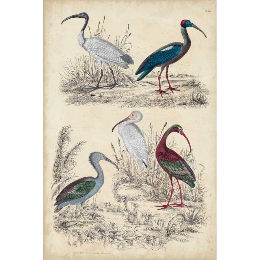 Ibis Family Poster Print - Milne-VARPDX150112Z Image 1