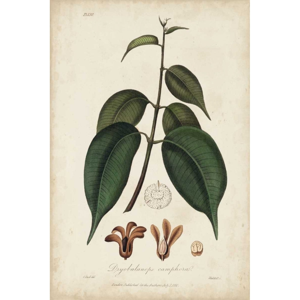 Medicinal Botany IV Poster Print - Churchill-VARPDX150122Z Image 1