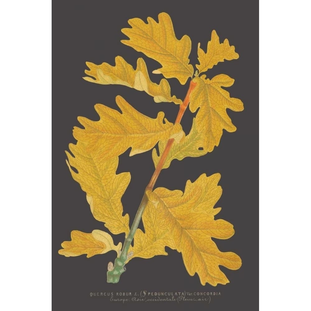 Trees and Leaves IV Poster Print - Studio Vision-VARPDX150126Z Image 1