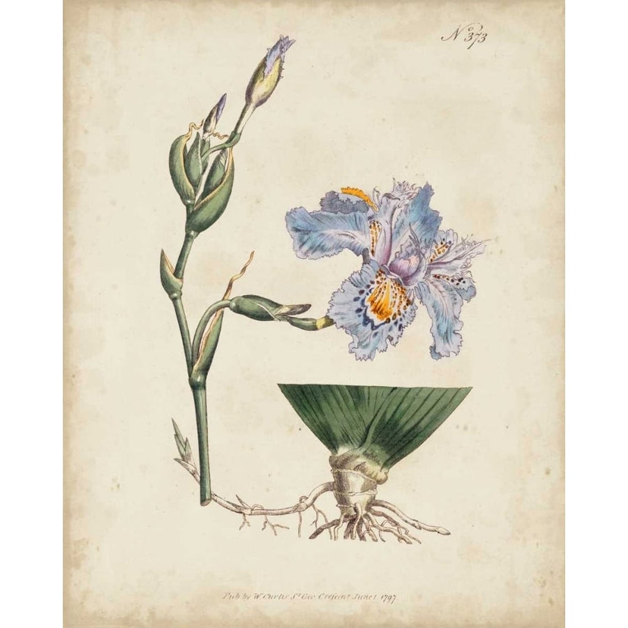 Lavender Curtis Botanicals IV Poster Print - Curtis-VARPDX150135Z Image 1