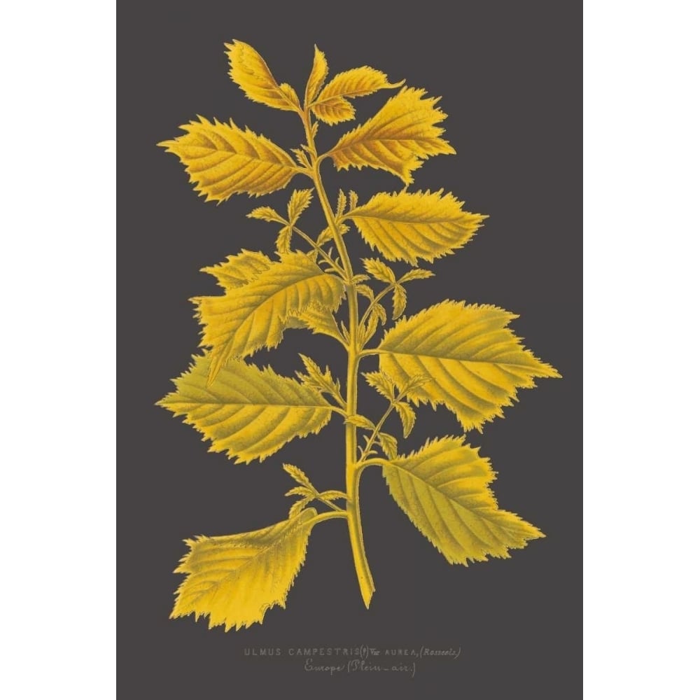 Trees and Leaves V Poster Print - Studio Vision-VARPDX150127Z Image 1