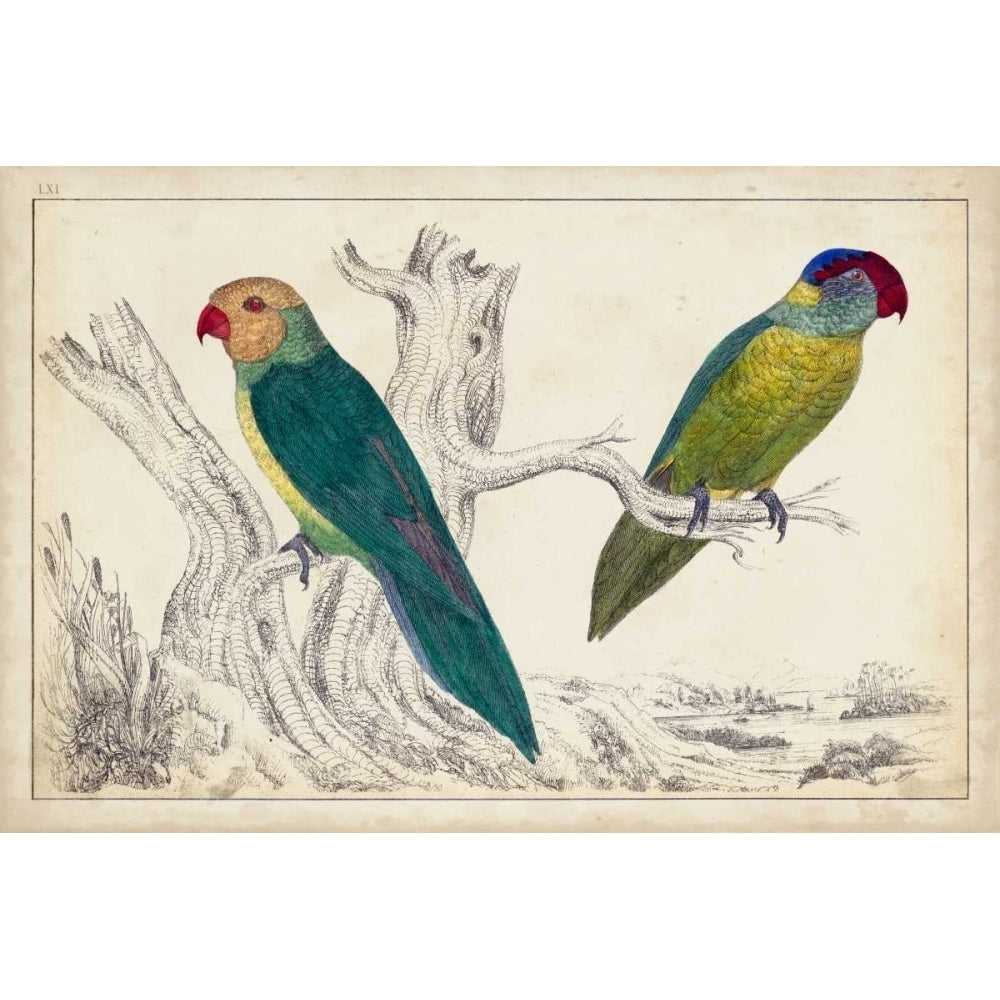 Parrot Pair II Poster Print - Unknown-VARPDX150140Z Image 1