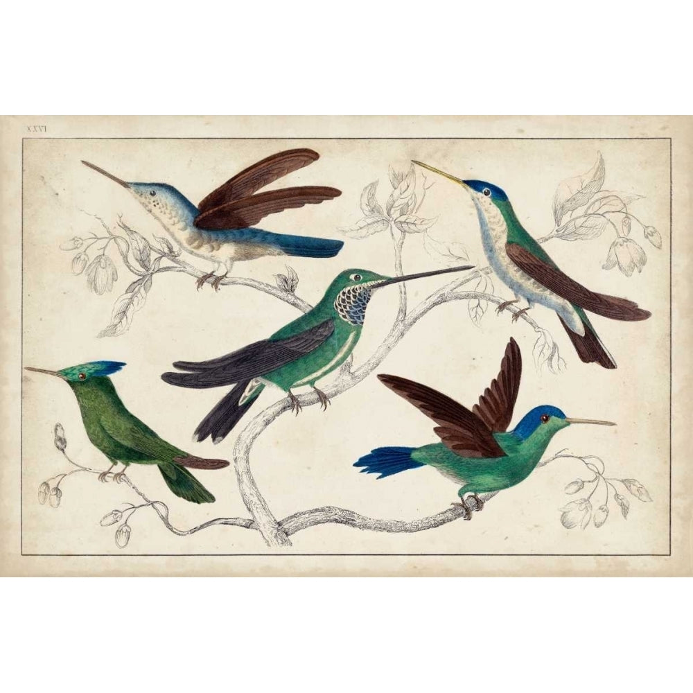 Hummingbird Gathering I Poster Print - Unknown-VARPDX150141Z Image 1