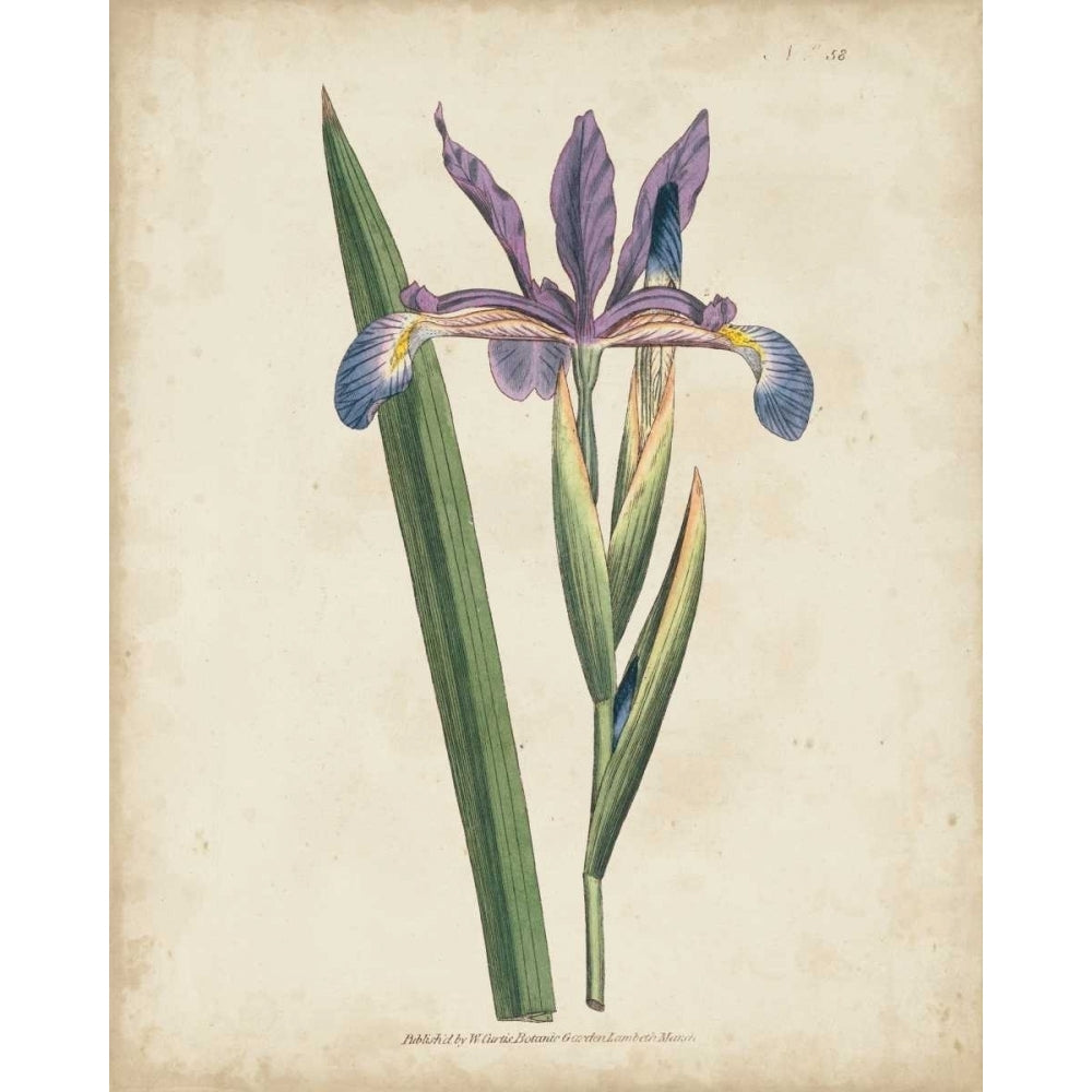 Lavender Curtis Botanicals III Poster Print - Curtis-VARPDX150134Z Image 1