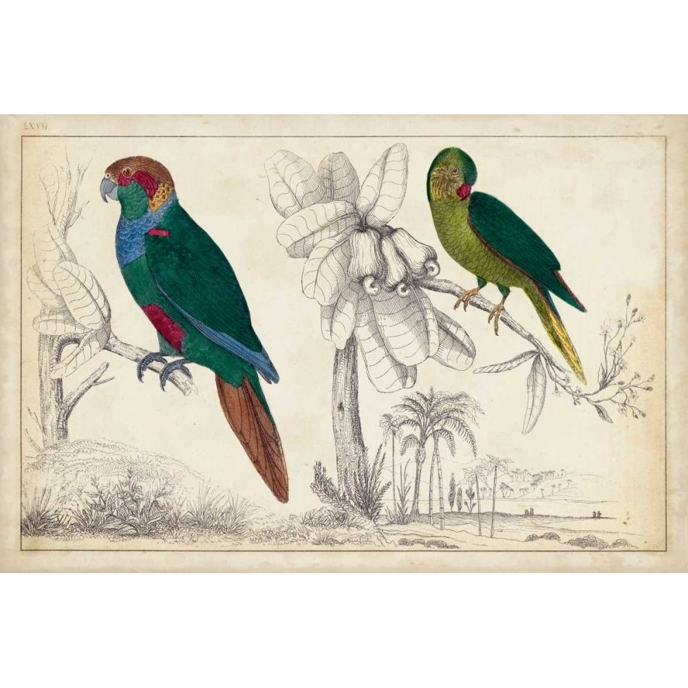 Parrot Pair I Poster Print - Unknown-VARPDX150139Z Image 1