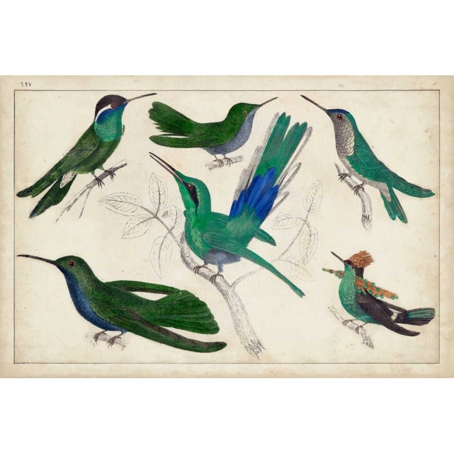 Hummingbird Gathering II Poster Print - Unknown-VARPDX150142Z Image 1